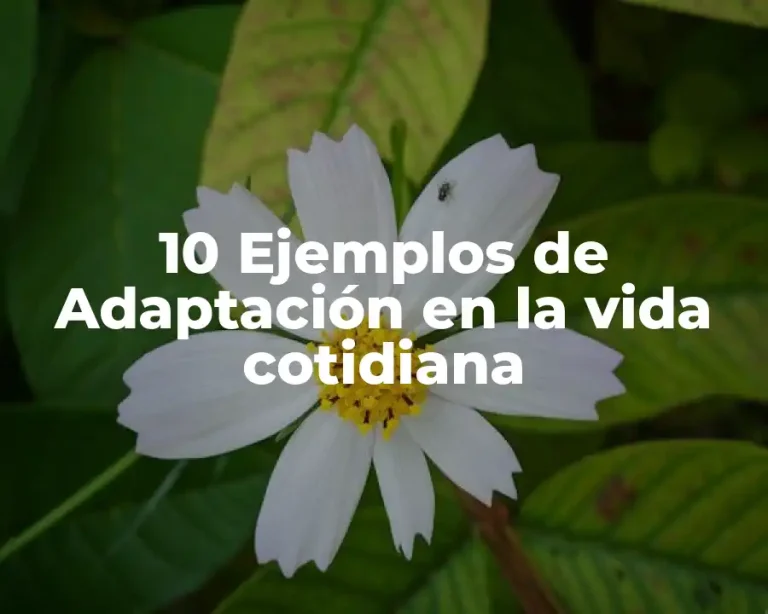 10 Ejemplos de Adaptación en la vida cotidiana