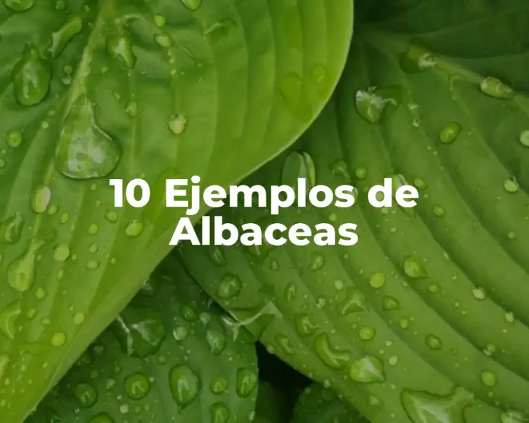 10 Ejemplos de Albaceas