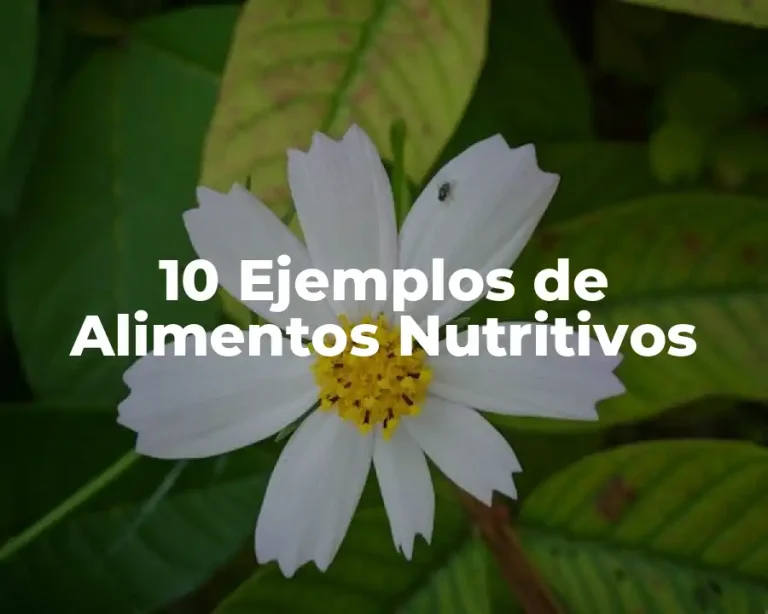 10 Ejemplos de Alimentos Nutritivos