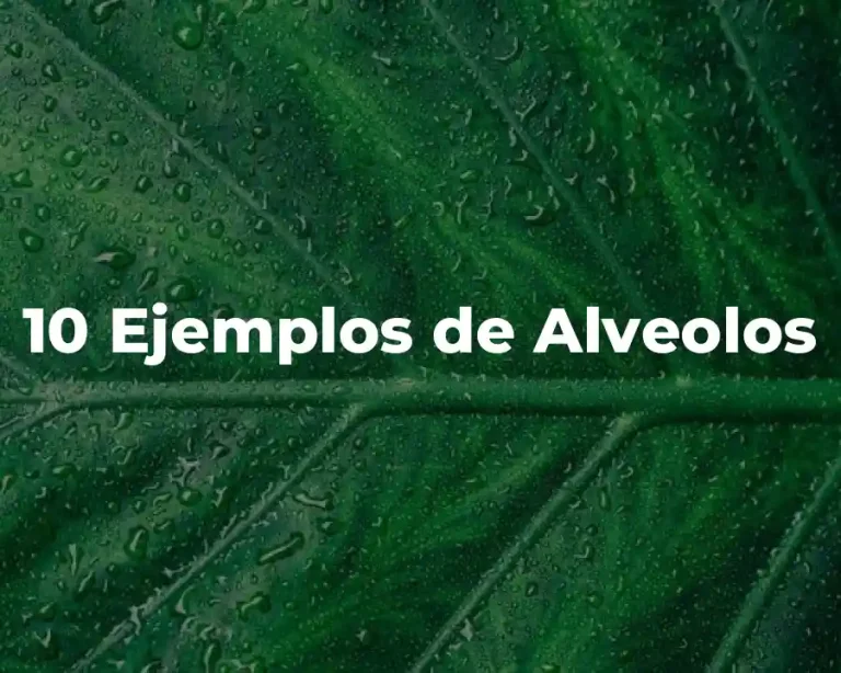 10 Ejemplos de Alveolos