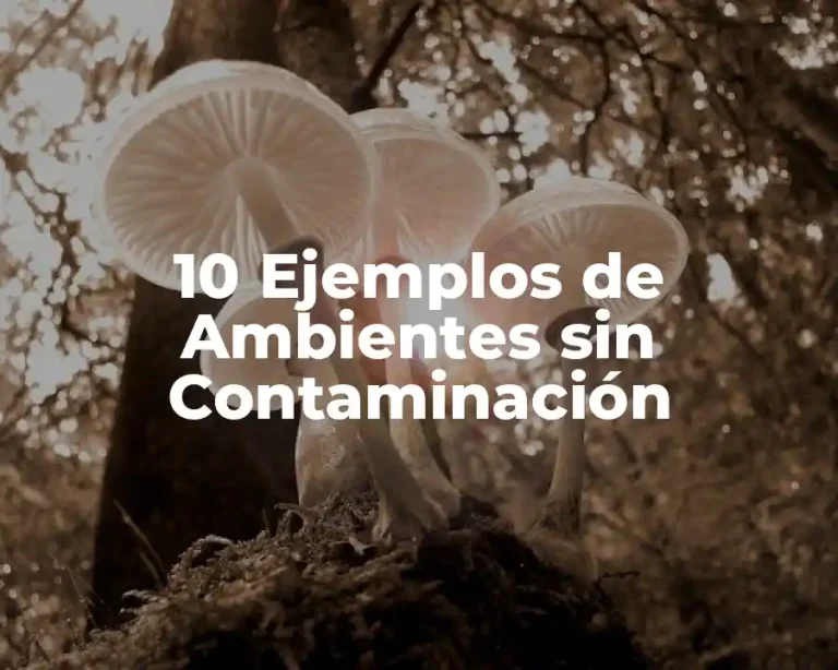 10 Ejemplos de Ambientes sin Contaminación