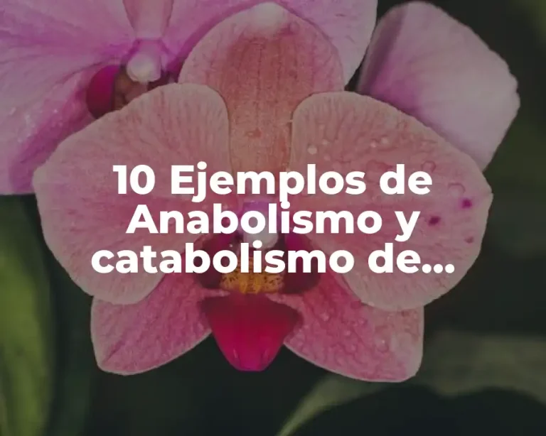 10 Ejemplos de Anabolismo y catabolismo de carbohidratos