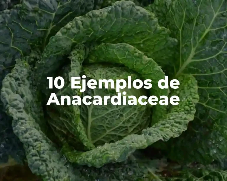 10 Ejemplos de Anacardiaceae