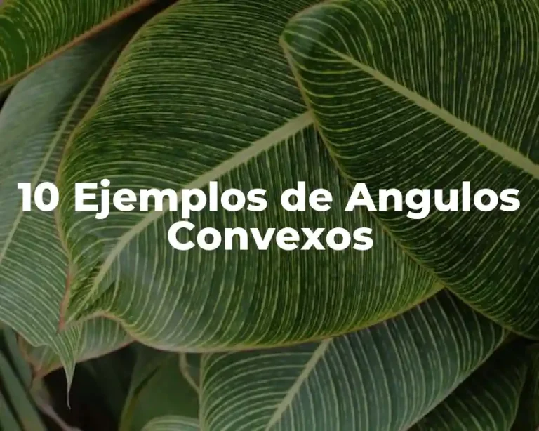 10 Ejemplos de Angulos Convexos