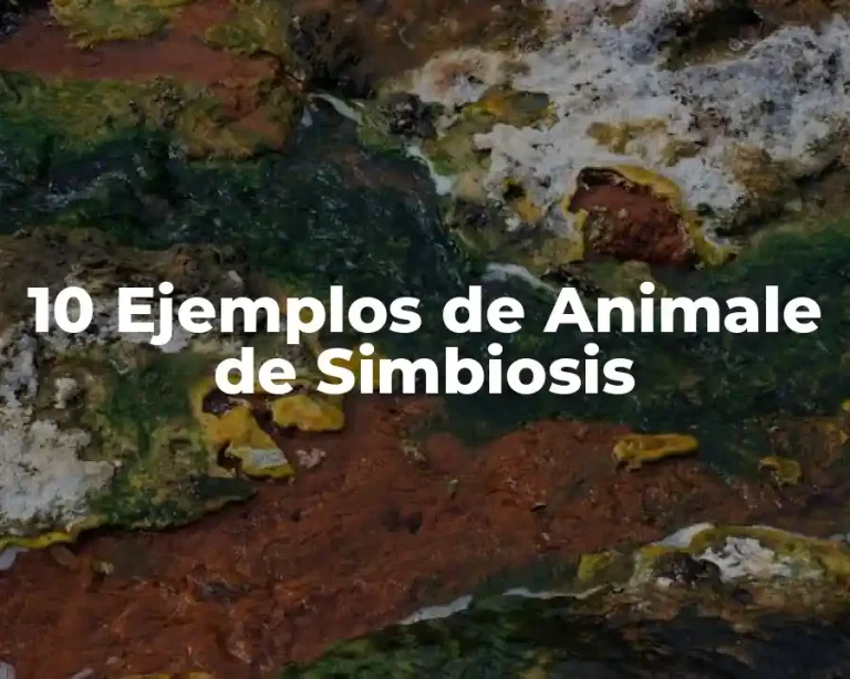 10 Ejemplos de Animale de Simbiosis
