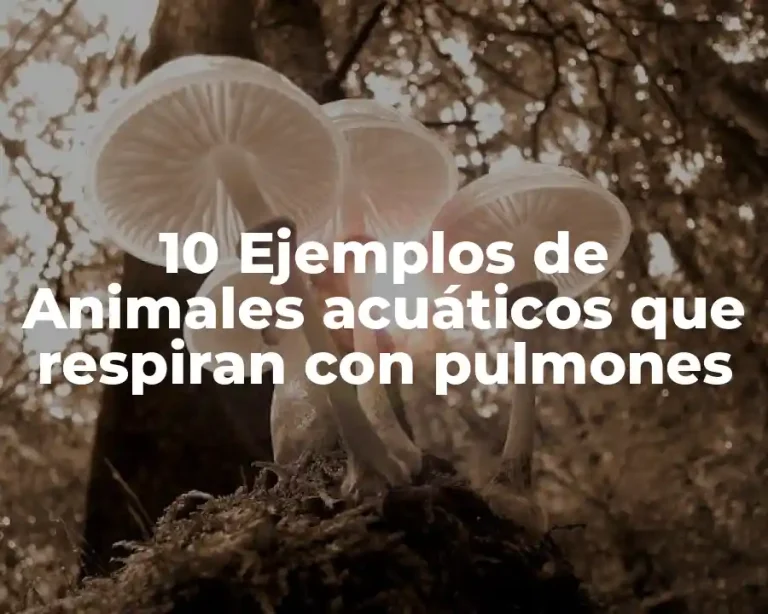 10 Ejemplos de Animales acuáticos que respiran con pulmones