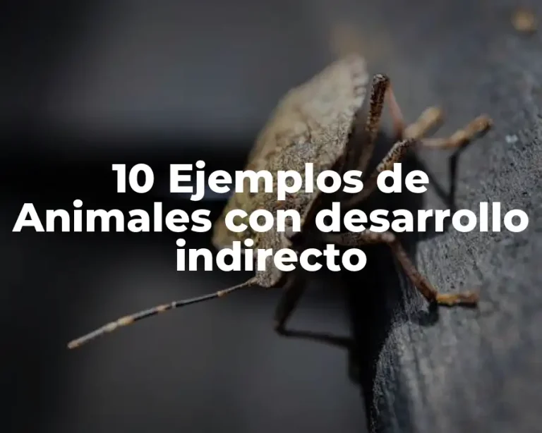 10 Ejemplos de Animales con desarrollo indirecto