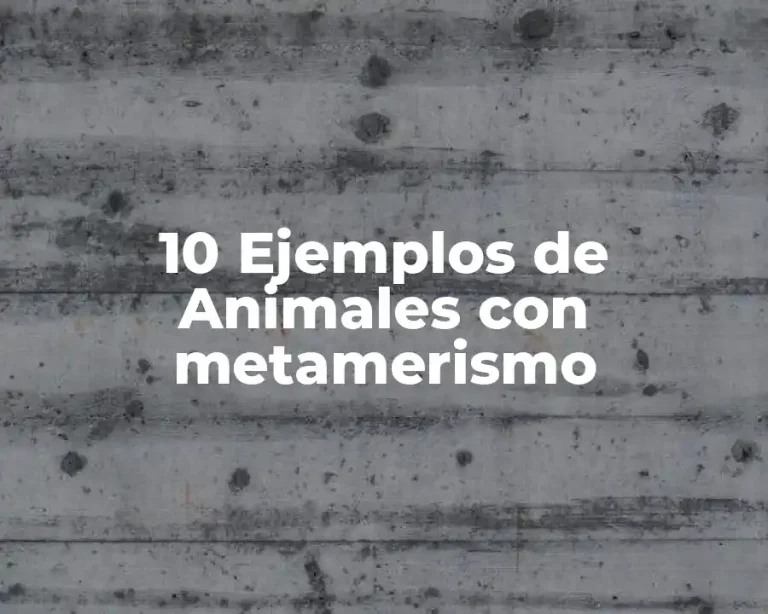 10 Ejemplos de Animales con metamerismo