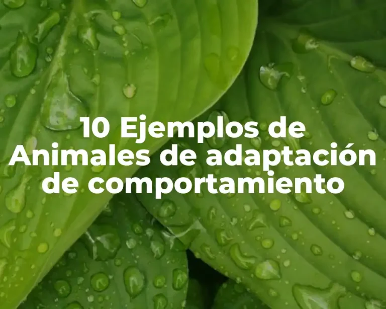 10 Ejemplos de Animales de adaptación de comportamiento