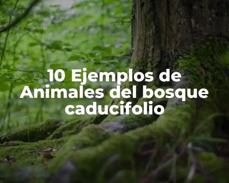 10 Ejemplos de Animales del bosque caducifolio