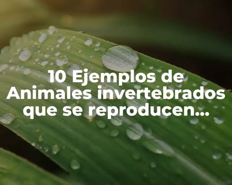 10 Ejemplos de Animales invertebrados que se reproducen asexualmente