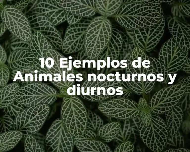 10 Ejemplos de Animales nocturnos y diurnos