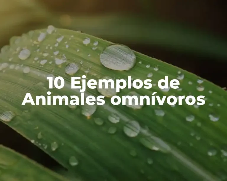 10 Ejemplos de Animales omnívoros