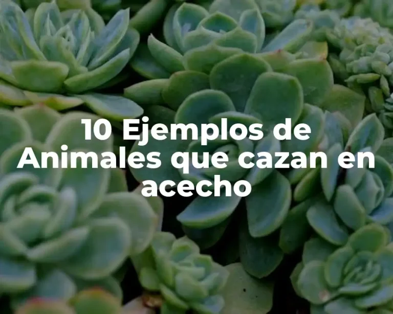 10 Ejemplos de Animales que cazan en acecho