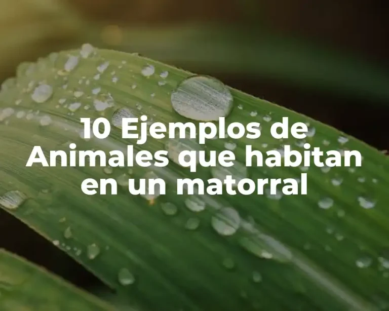 10 Ejemplos de Animales que habitan en un matorral
