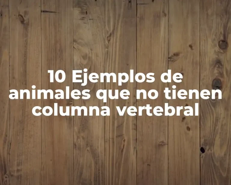 10 Ejemplos de animales que no tienen columna vertebral