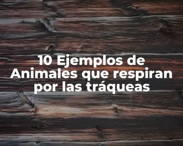 10 Ejemplos de Animales que respiran por las tráqueas