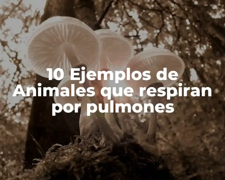 10 Ejemplos de Animales que respiran por pulmones
