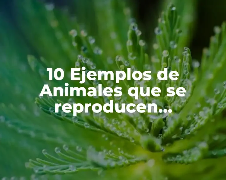 10 Ejemplos de Animales que se reproducen asexualmente
