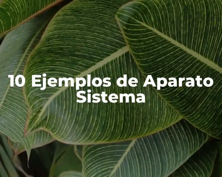 10 Ejemplos de Aparato Sistema