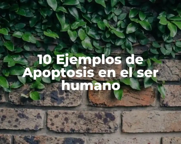 10 Ejemplos de Apoptosis en el ser humano