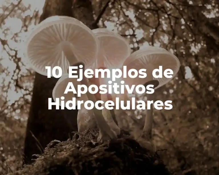 10 Ejemplos de Apositivos Hidrocelulares