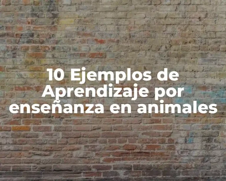 10 Ejemplos de Aprendizaje por enseñanza en animales