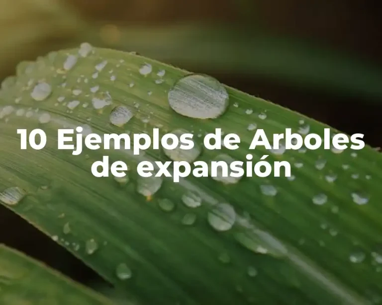 10 Ejemplos de Arboles de expansión