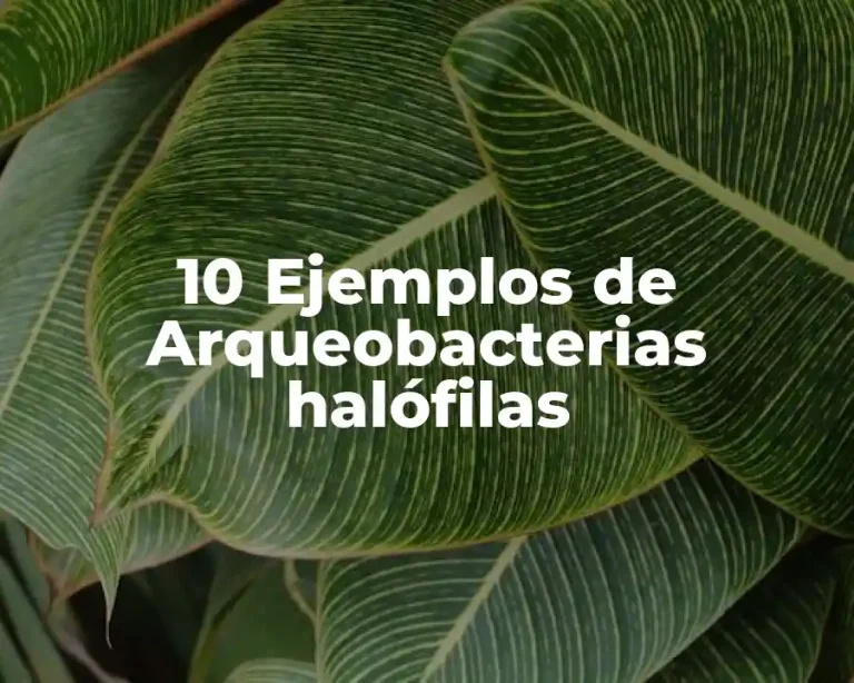 10 Ejemplos de Arqueobacterias halófilas