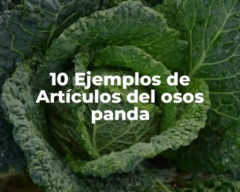 10 Ejemplos de Artículos del osos panda