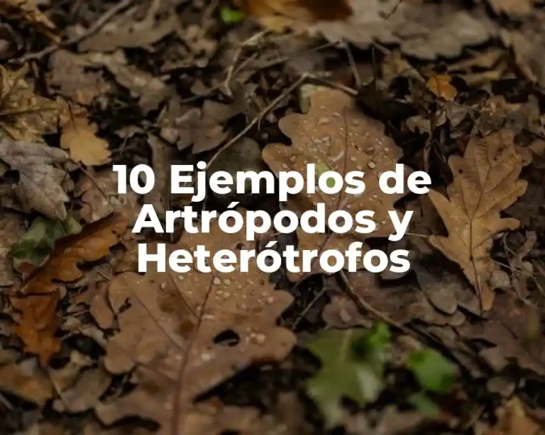10 Ejemplos de Artrópodos y Heterótrofos