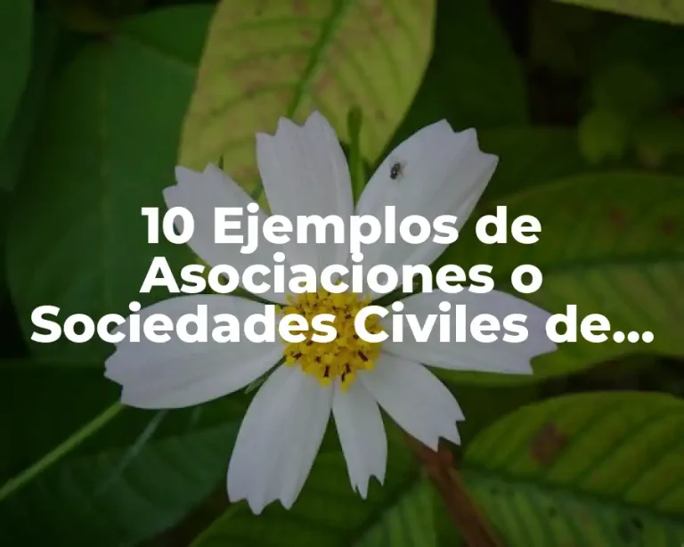 10 Ejemplos de Asociaciones o Sociedades Civiles de Enseñanza