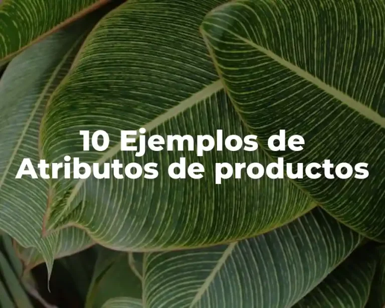 10 Ejemplos de Atributos de productos