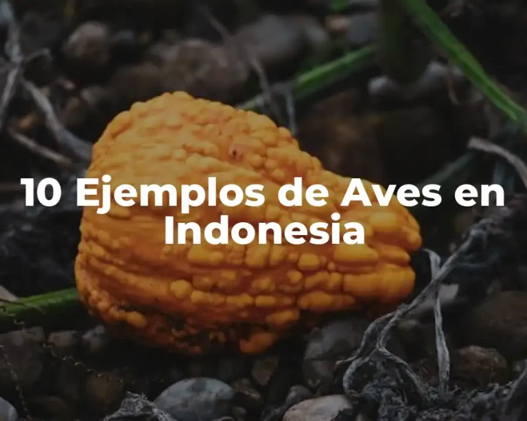 10 Ejemplos de Aves en Indonesia