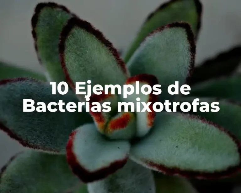 10 Ejemplos de Bacterias mixotrofas