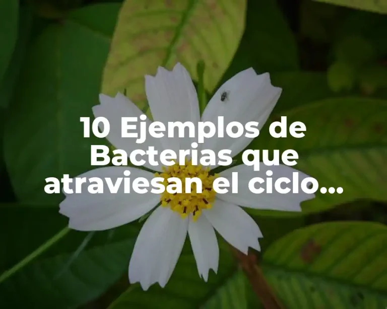10 Ejemplos de Bacterias que atraviesan el ciclo celular