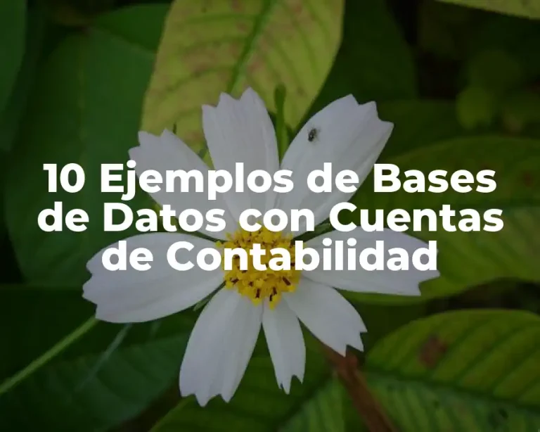 10 Ejemplos de Bases de Datos con Cuentas de Contabilidad