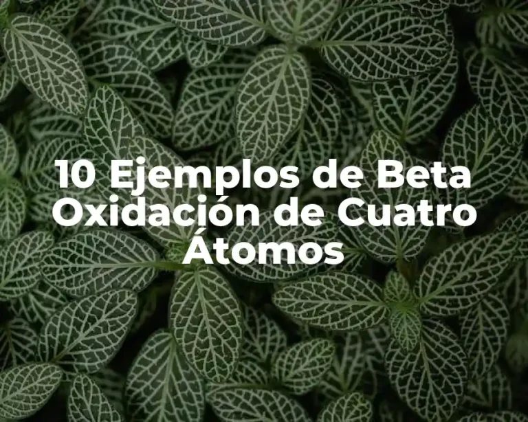 10 Ejemplos de Beta Oxidación de Cuatro Átomos