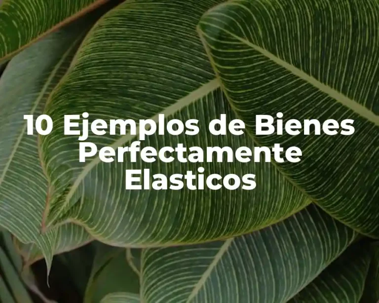 10 Ejemplos de Bienes Perfectamente Elasticos