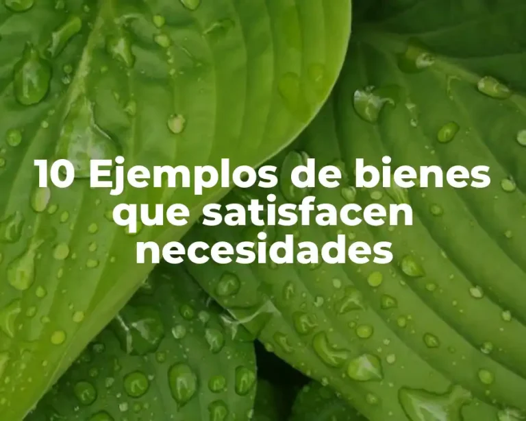 10 Ejemplos de bienes que satisfacen necesidades