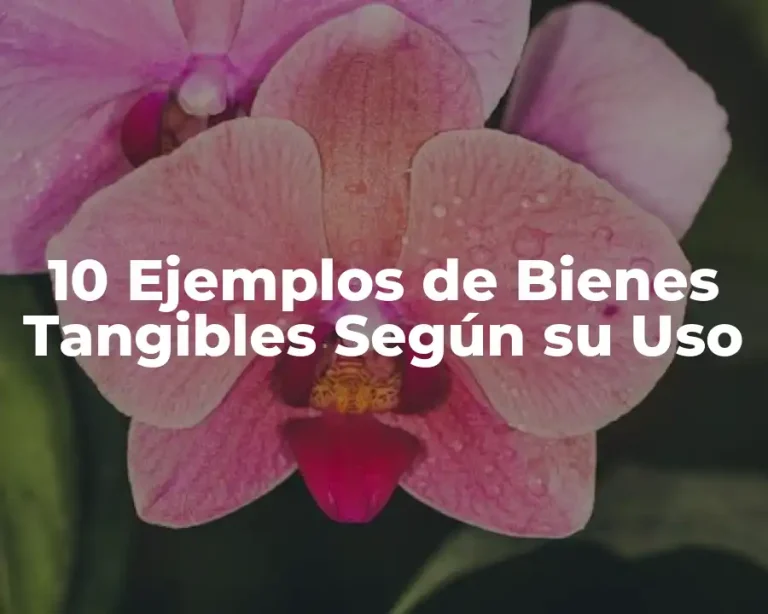 10 Ejemplos de Bienes Tangibles Según su Uso