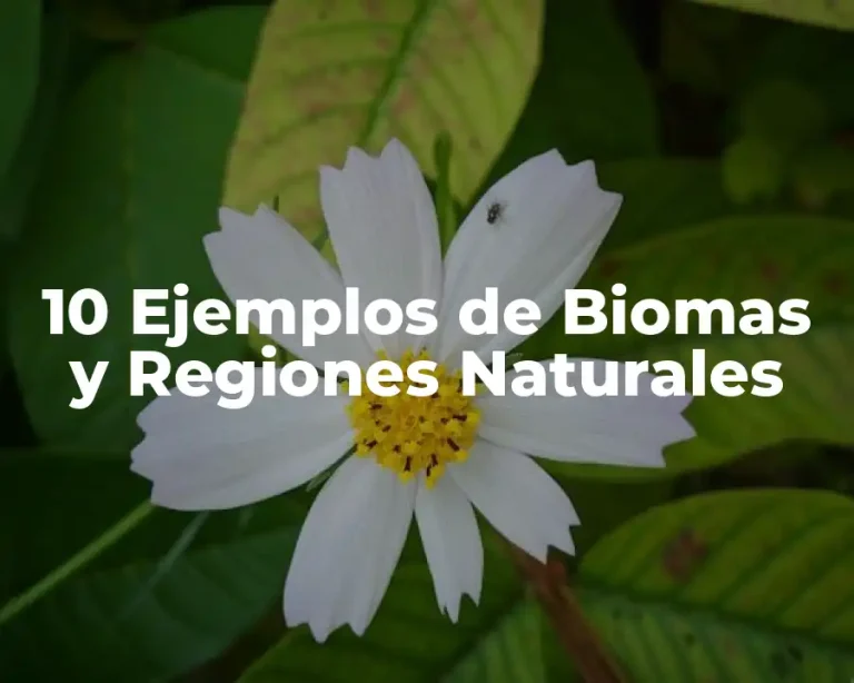 10 Ejemplos de Biomas y Regiones Naturales