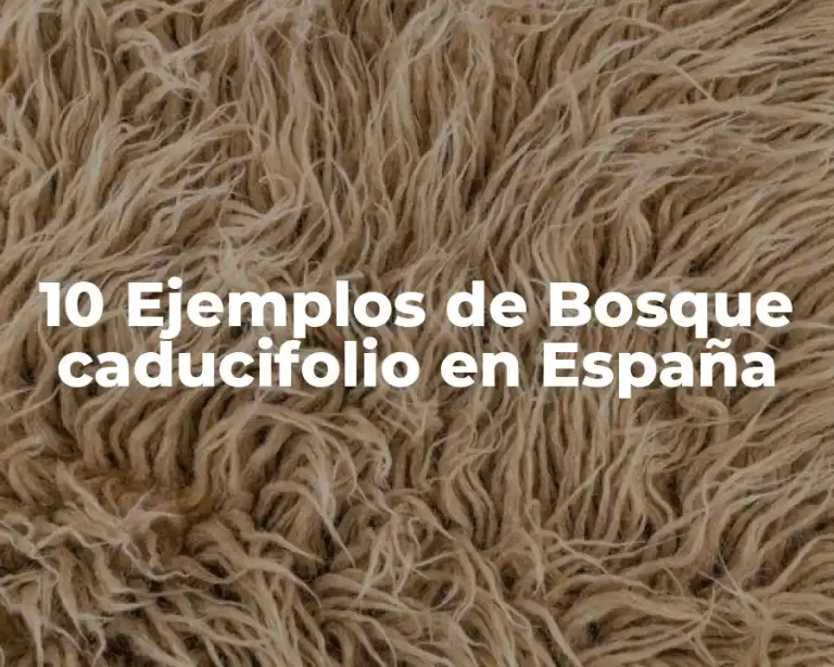 10 Ejemplos de Bosque caducifolio en España