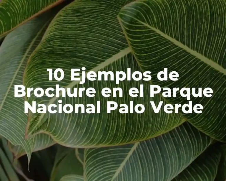 10 Ejemplos de Brochure en el Parque Nacional Palo Verde