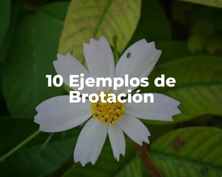 10 Ejemplos de Brotación