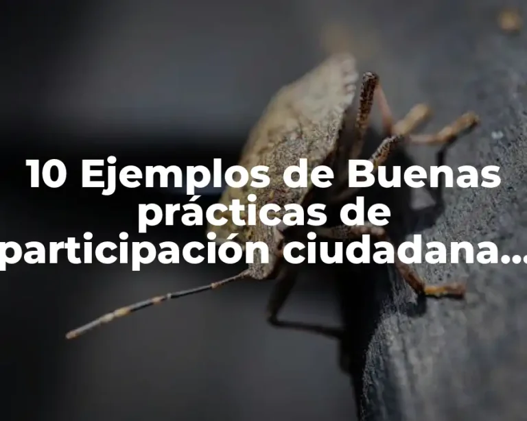 10 Ejemplos de Buenas prácticas de participación ciudadana en México