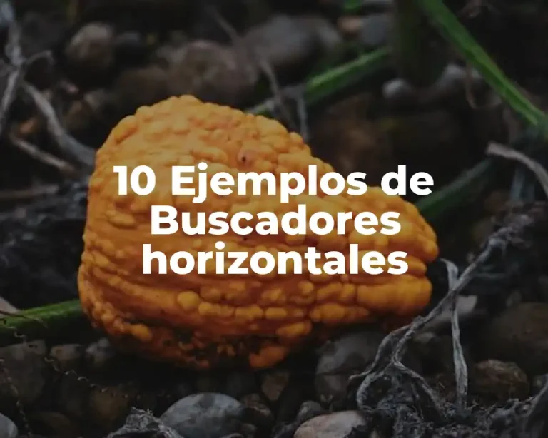 10 Ejemplos de Buscadores horizontales