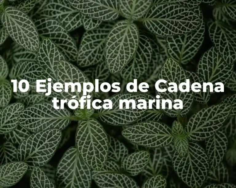 10 Ejemplos de Cadena trófica marina