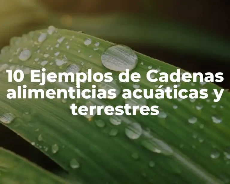 10 Ejemplos de Cadenas alimenticias acuáticas y terrestres