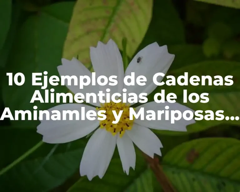 10 Ejemplos de Cadenas Alimenticias de los Aminamles y Mariposas para Colorear